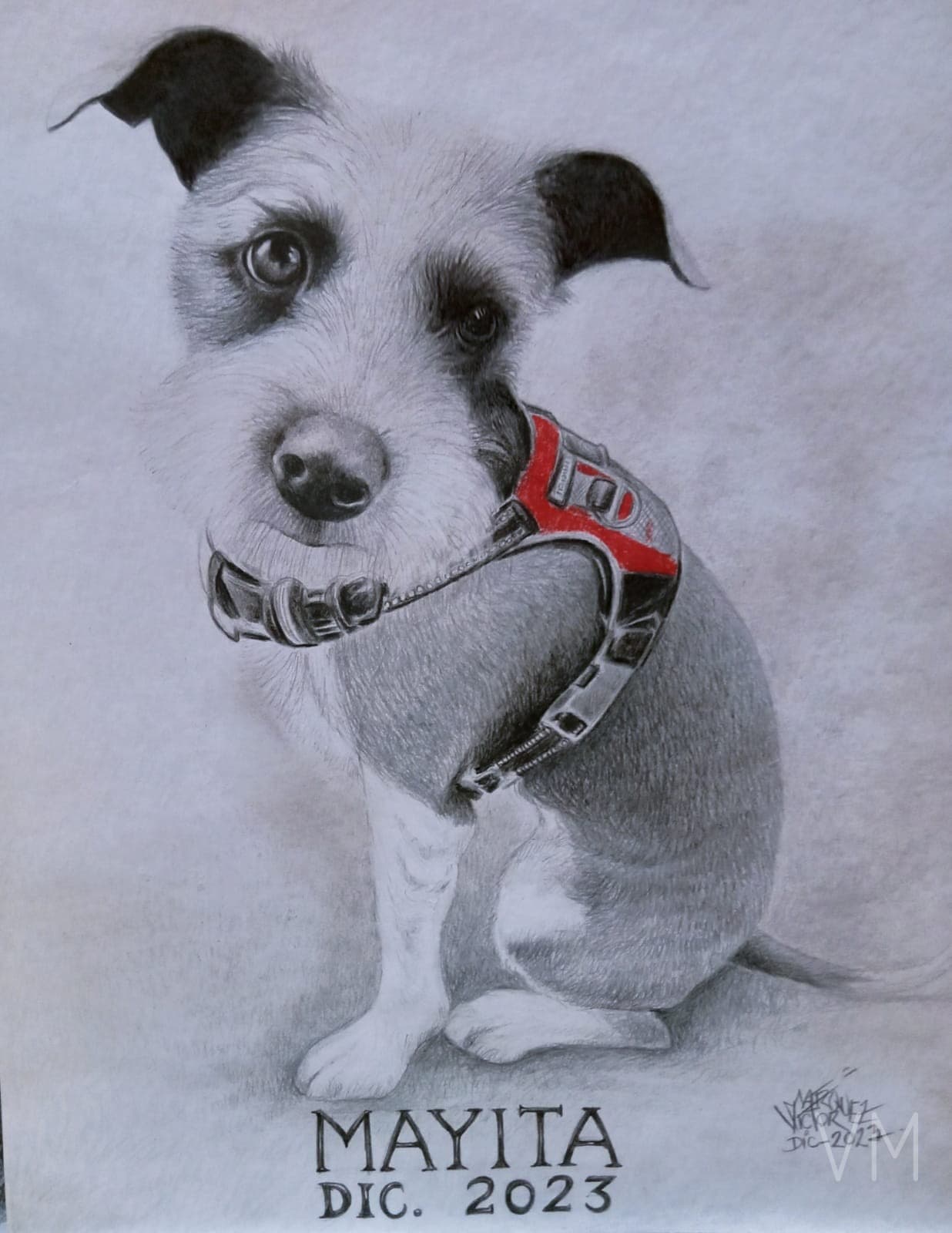 Retrato de la perrita Mayita con su arnés rojo, dibujo conmemorativo personalizado.