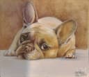 Bulldog Francés Descansando