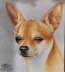 Chihuahua Dorado