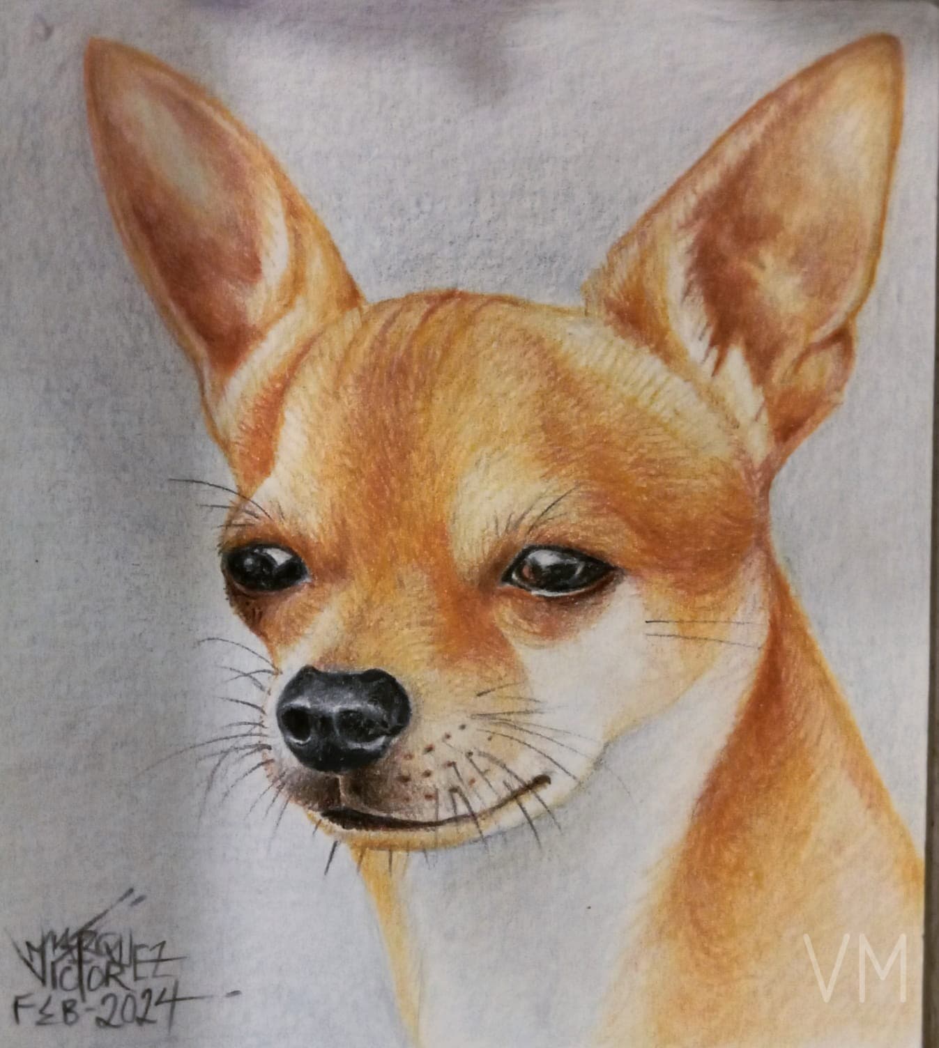 Retrato de chihuahua color canela con mirada profunda y orejas alertas.
