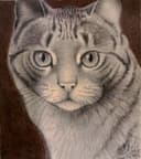 Mirada de Gato