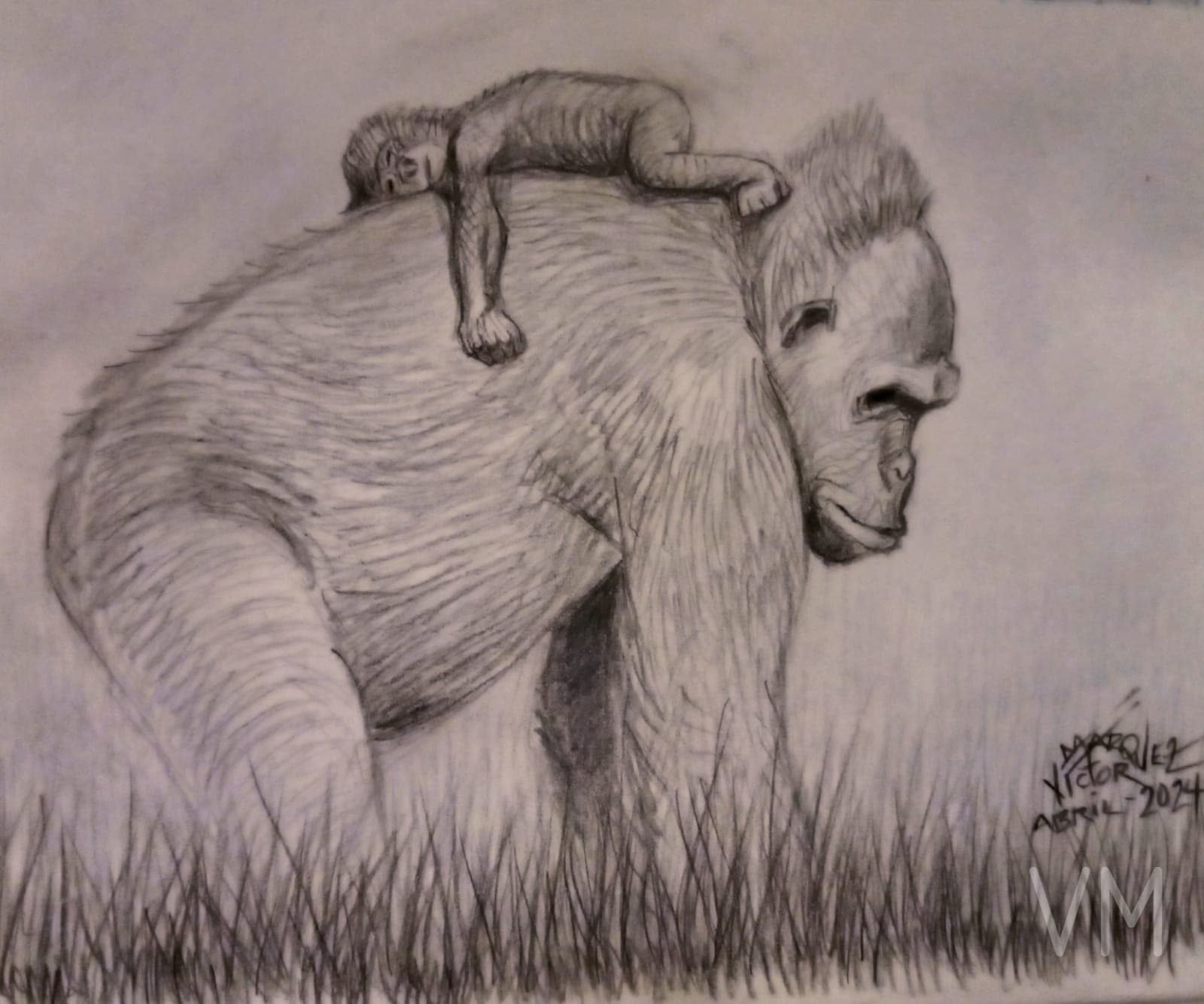 Gorila caminando con su cría dormida sobre la espalda, escena tierna de la naturaleza.