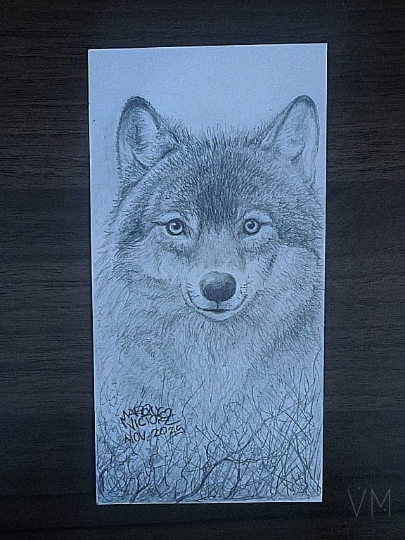 Separador con retrato frontal de lobo, mirada penetrante entre la hierba