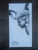 Bulldog Curioso