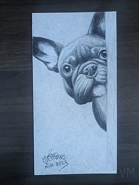 Separador de bulldog francés asomándose tímidamente por una esquina