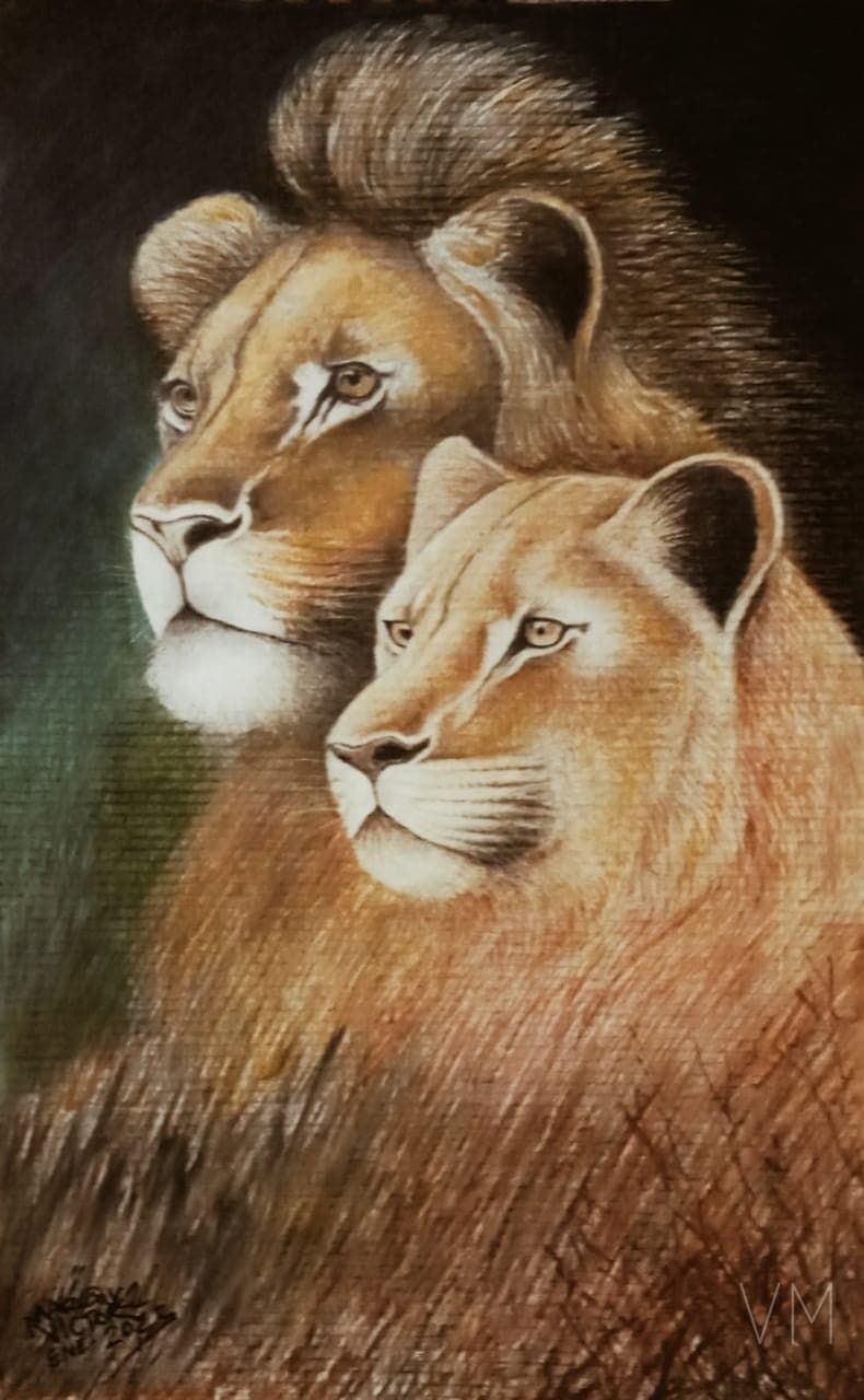 Pareja de leones majestuosos en retrato doble, león y leona con pelaje dorado.