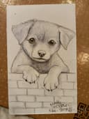Cachorro Curioso