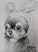 Chihuahua Conejito