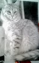Retrato Felino