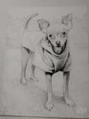 Chihuahua con Playera