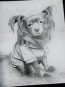 Perrito con Sudadera